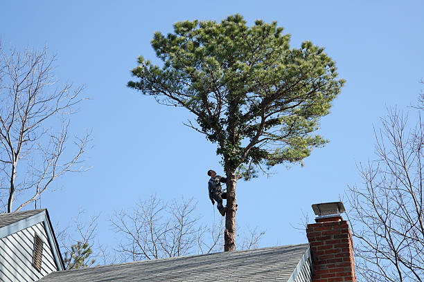 Best Arborist Consultation Services  in USA