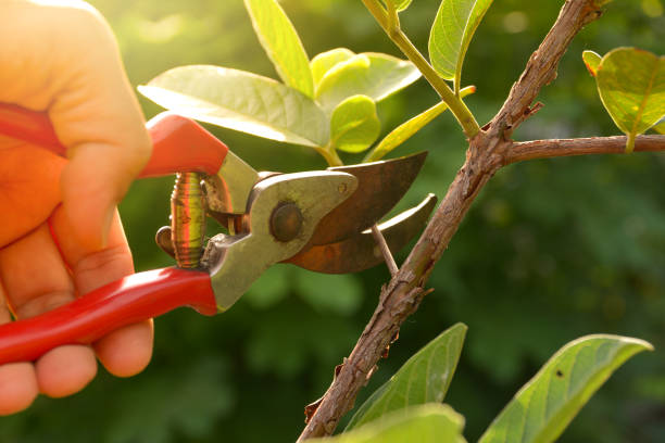 Best Storm Damage Tree Cleanup  in USA